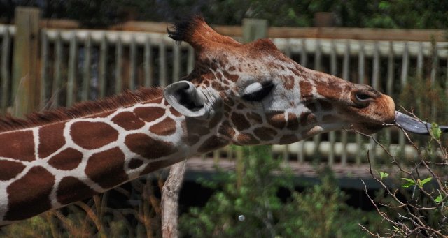 Giraffe